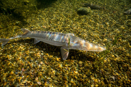 Pallid Sturgeon-1