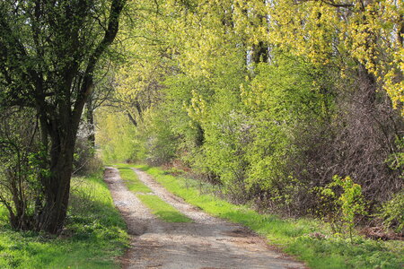 Path besides a grove photo