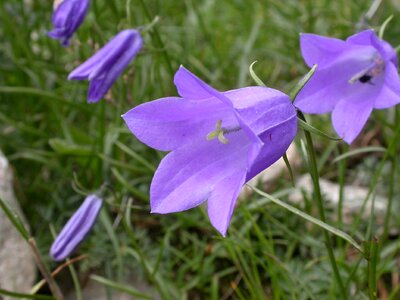 Alpine plant alpine flower bluebells