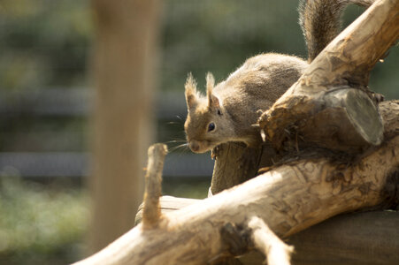 5 Squirrel