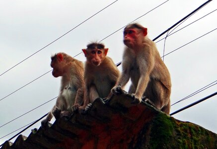 Bonnet macaques india wildlife photo