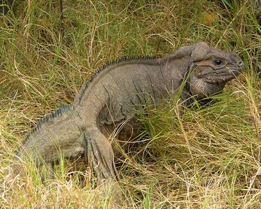 Grass plants reptile photo