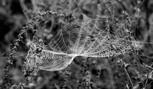 Black And White insect spider web photo