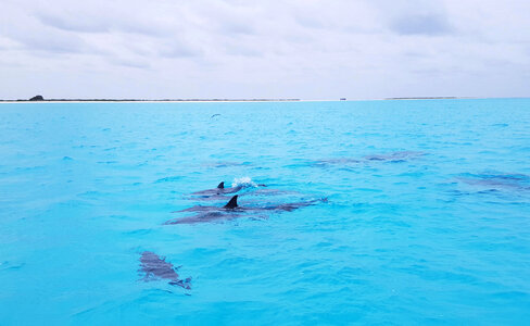 Spinner dolphins photo