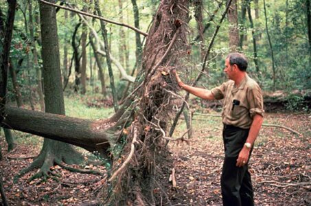 Forest husband 