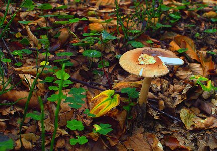Undergrowth autumn laminar photo