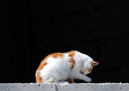 Animal cat claw
