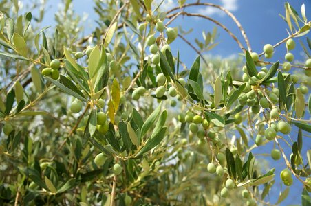 Branch branches food