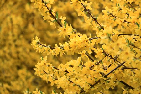 Forsythia shrub spring bush