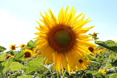 Charente maritime summer flower