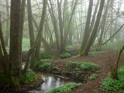 Archery parcours forest photo