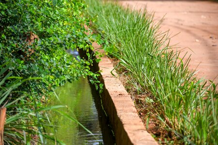 Ground flowers greenery