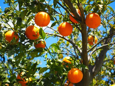 Citrus fruits tree leaves