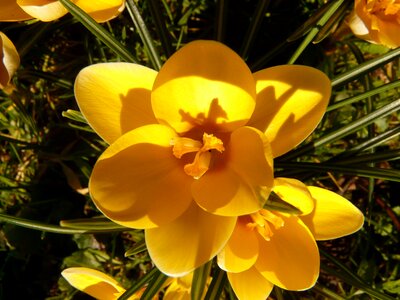 Close up macro flowers