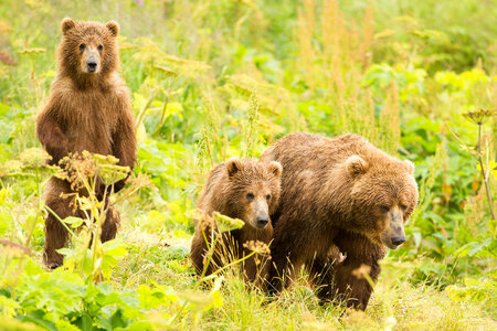 Kodiak brown bear with cubs-2