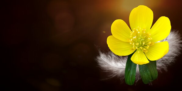 Blossom bloom plant photo