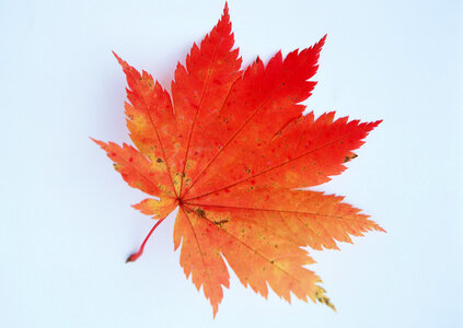 Autumn Maple Leaves photo