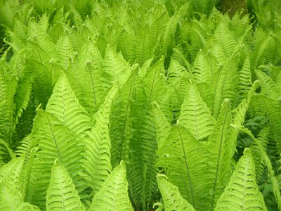 Plant green nature