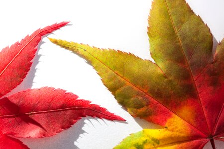 Hebrst autumn colours maple
