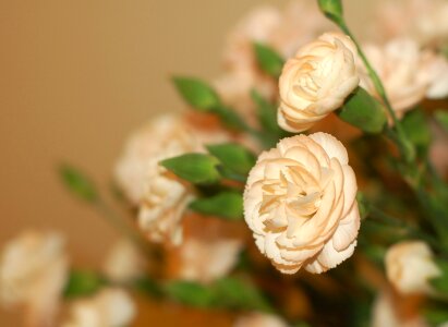 Petals blurred background