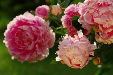 Plant flower pink photo