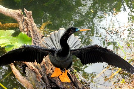 Aquatic Bird bird wings