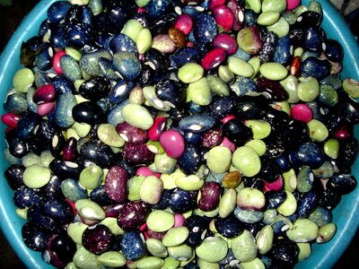 Assurance beans colorful