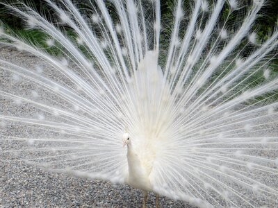 White peacock italy ticino