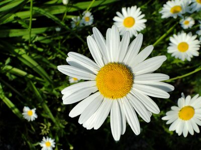 Flowers white yellow