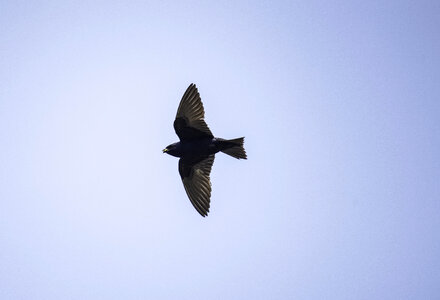 Full Wingspan of Purple Martin in flight photo