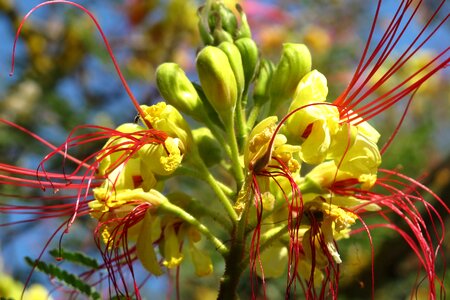 Vegetation flower caesalpinia