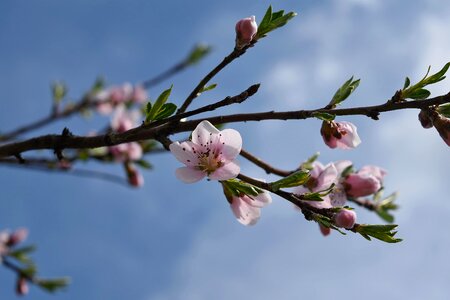 Almond spring nature