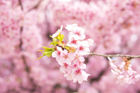 100 Cherry tree