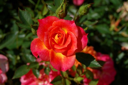 Romance macro plant