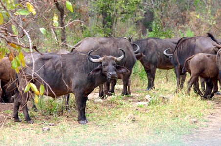 Water buffalo south africa safari