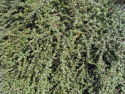 Close-Up conifer tree