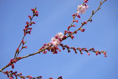 Flowers pink japanese flowering cherry photo