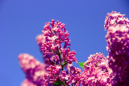 Beautiful Flowers blooming blossom