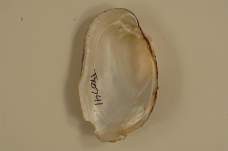 Lampsilis bracteata (inside)-1