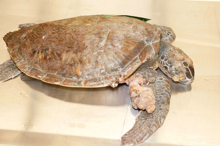 Marine Mammal Stranding Course at NCTC-2
