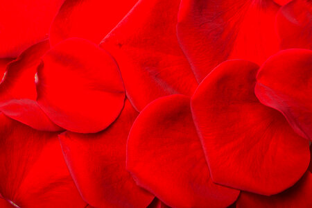 rose petals photo