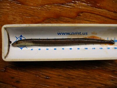 Breast lamprey 