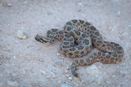 Western Massasauga Rattlesnake-4 photo