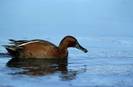 Bird cinnamon 