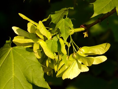 Green norway maple acer platanoides photo