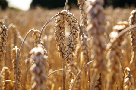 Agricultural agriculture barley photo