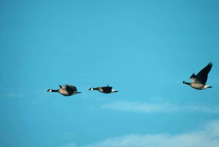 Canada flight goose photo