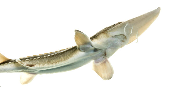 Pallid sturgeon photo