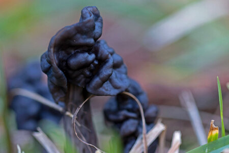 Helvella lacunosa