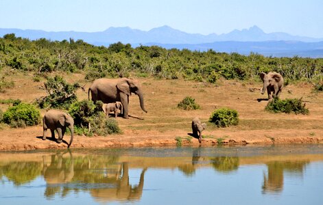 African bush elephant africa national park photo